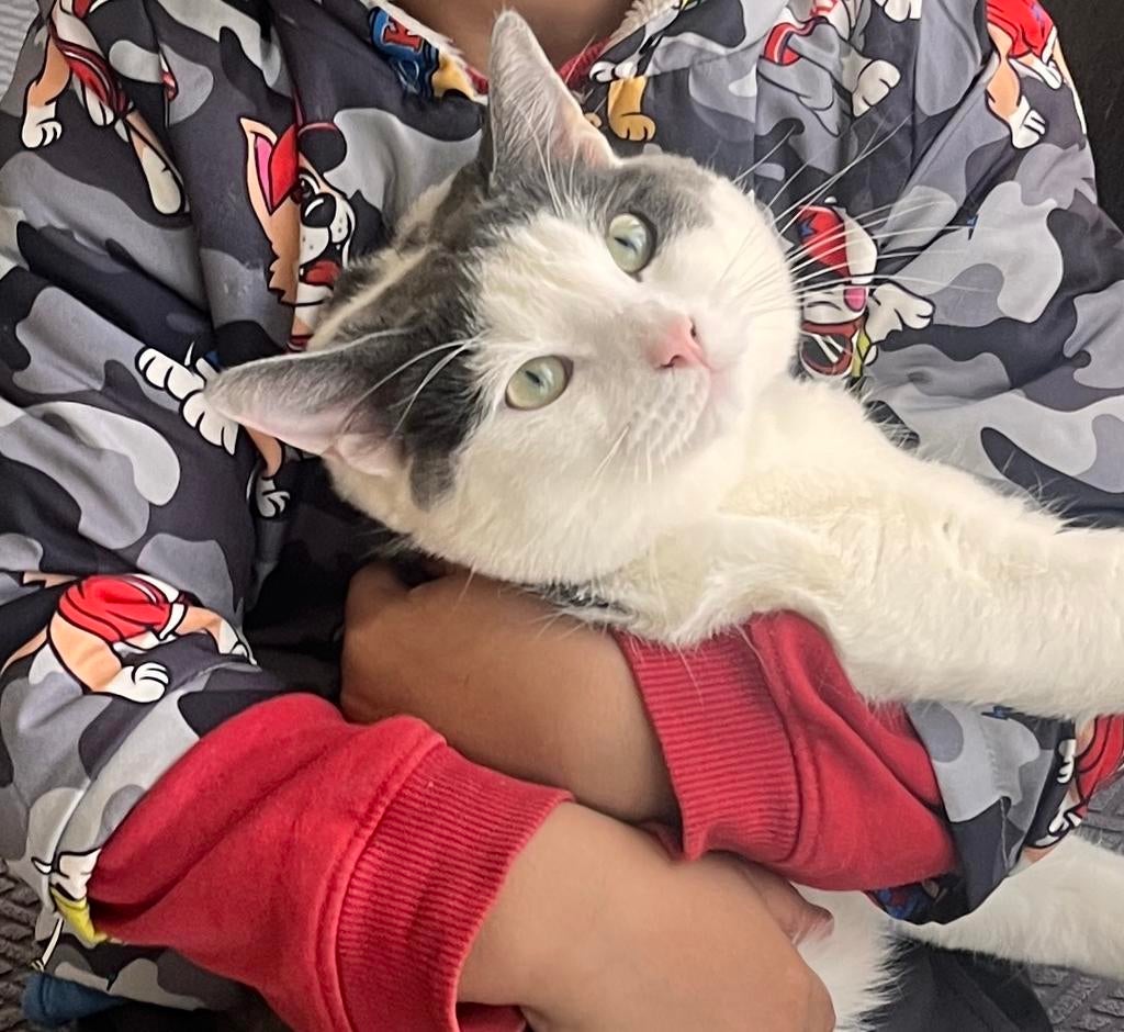 Jonger speelse kater, Dieren en Toebehoren, Kater, Langharig, 0 tot 2 jaar