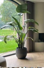 Grote Strelitzia Nicolai - Paradijsvogelplant, Tuin en Terras, Planten | Tuinplanten, Volle zon, Vaste plant, Bloeit niet, Ophalen
