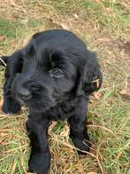 Lieve mooie labradoodle medium pups, 8 tot 15 weken, Teef, Meerdere, Middel