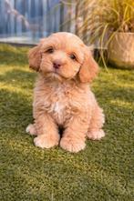 Maltipoo pups, Dieren en Toebehoren, Overige rassen, 8 tot 15 weken, Parvo, Meerdere