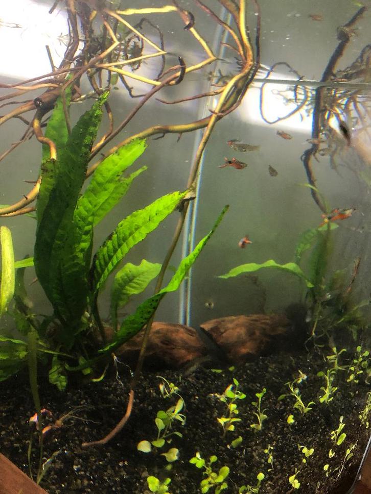 Endler gup, Dieren en Toebehoren, Vissen | Aquariumvissen, Zoetwatervis, Vis, Schoolvis