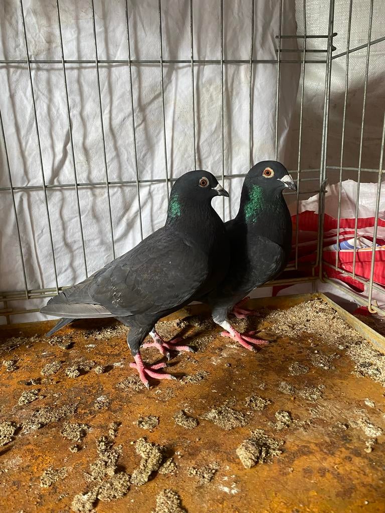 Te koop kleurpostduiven, Dieren en Toebehoren, Vogels | Duiven, Meerdere dieren, Overige soorten