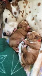 Dalmador pups dalmatier/labador, Overige rassen, 8 tot 15 weken, Meerdere, Meerdere dieren