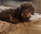 Ruwharige teckel reu pup choco, Dieren en Toebehoren, Reu, 8 tot 15 weken, Dwerg, Meerdere