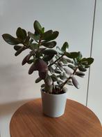 Leuke Crassula / Jade plant, Ophalen, Halfschaduw, Minder dan 100 cm
