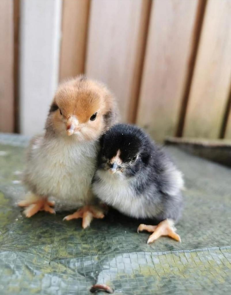 Brahma kuikens net uit het ei!, Geslacht onbekend, Kip