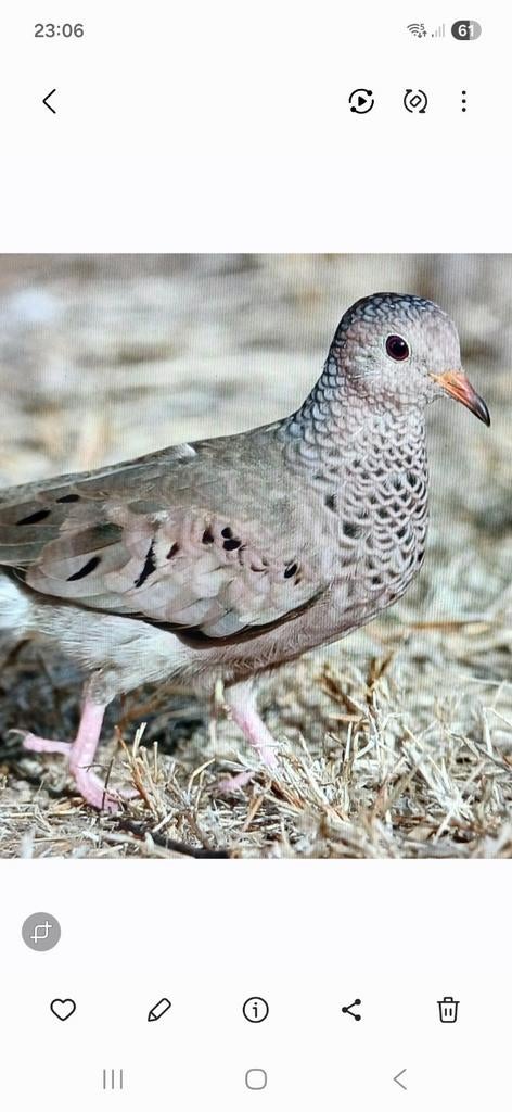 musduif pop (duivin), Dieren en Toebehoren, Vogels | Overige Vogels, Vrouwelijk, Geringd