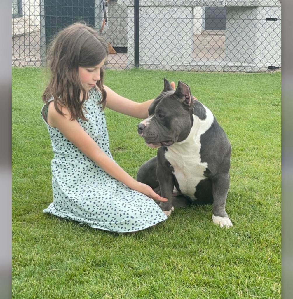 American bully reu, Particulier, Buitenland, Parvo, Eén hond