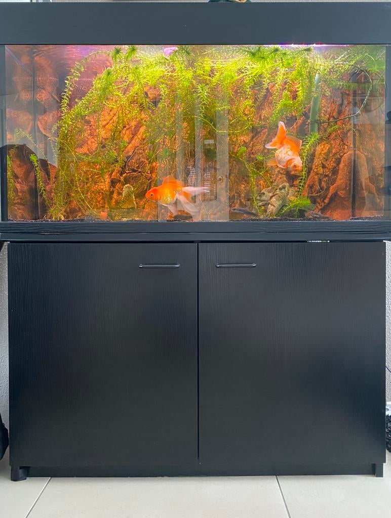 Compleet aquarium met meubel, Dieren en Toebehoren, Ophalen, Gebruikt, JBL, Gevuld zoetwateraquarium