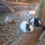 Jong dwergkonijnen te koop