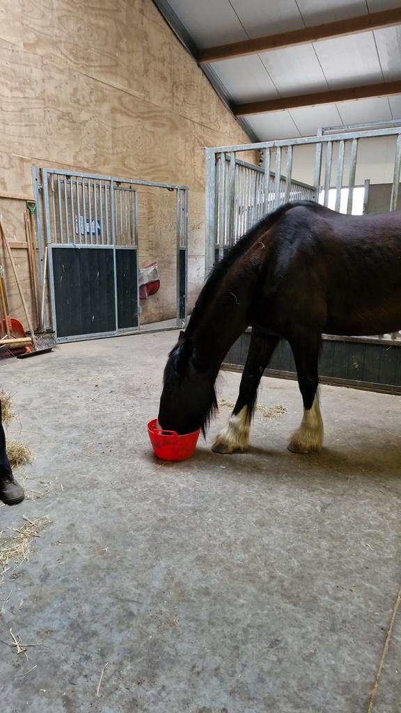 Nette, kleine rustige pensionstalling heeft ruimte, Dieren en Toebehoren, Weidegang, 4 paarden of pony's of meer