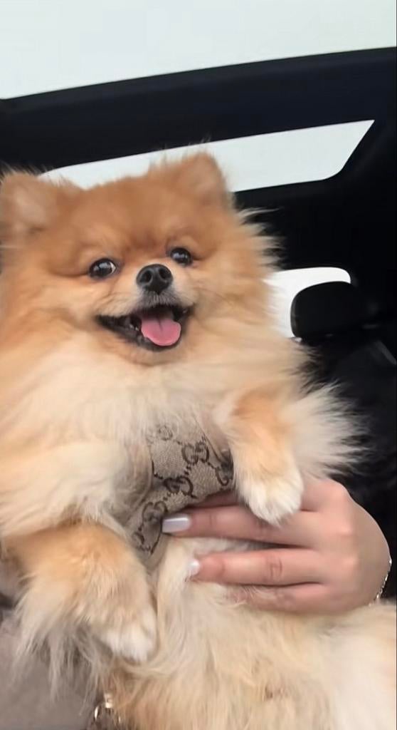 Pomeriaan reu te koop 🐾, Dieren en Toebehoren, Honden | Chihuahua's en Gezelschapshonden, CDV (hondenziekte), 1 tot 2 jaar, Eén hond