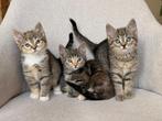 Zeer knappe kruising kittens, Dieren en Toebehoren, Katten en Kittens | Overige Katten, Meerdere dieren, Kortharig, 0 tot 2 jaar