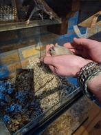 Jonge gerbil, Dieren en Toebehoren, Januari, Meerdere dieren, Overige typen