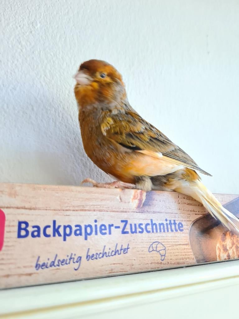 Kanarie  man, Dieren en Toebehoren, Vogels | Kanaries, Mannelijk, Kleurkanarie