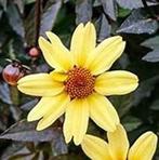 Dahlia knollen diverse soorten, Ophalen of Verzenden, Voorjaar, Volle zon, Knol