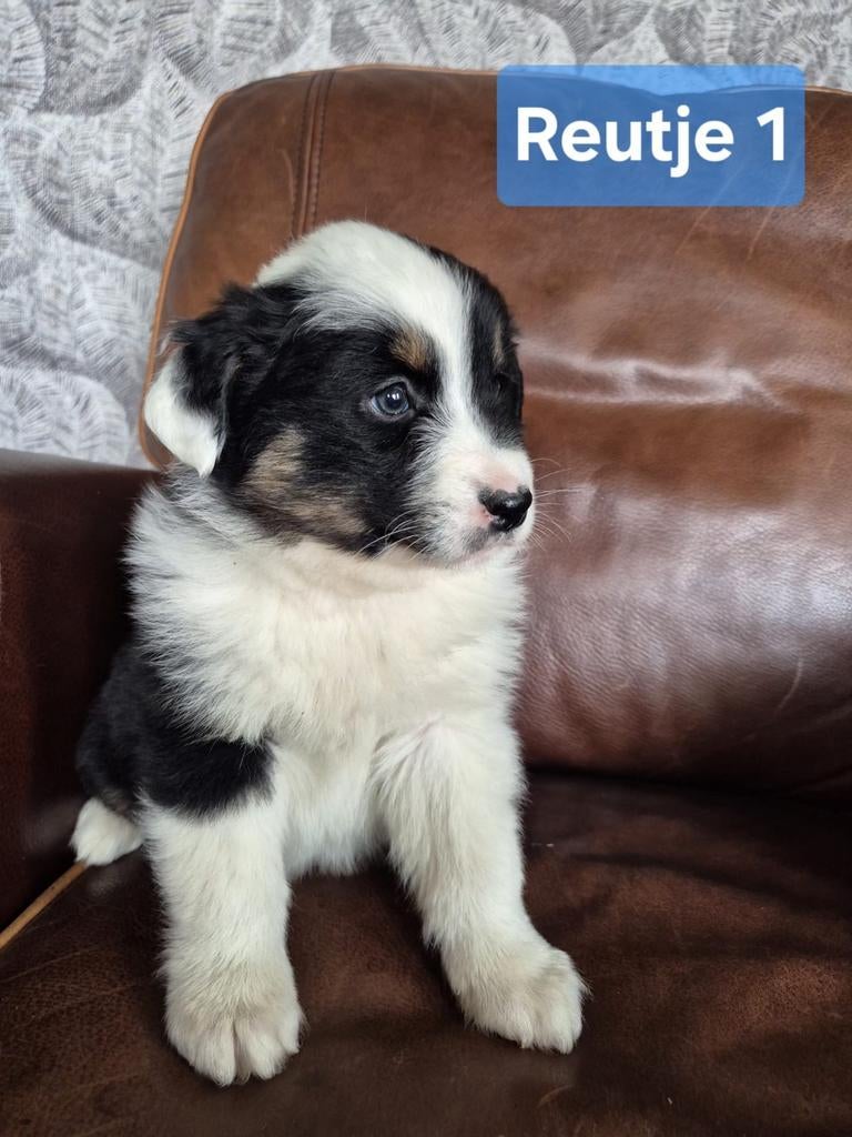 Australian Shepherd x Berner Sennen pups, Nederland, Meerdere, Meerdere dieren, Fokker | Professioneel