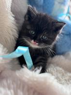 Halve britse korthaar kittens 3 stuks, Dieren en Toebehoren, Kater, Ontwormd