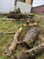 Grote partij boomstammen voor haardhout (zelf zagen/laden), 6 m³ of meer, Ophalen, Overige houtsoorten, Stammen