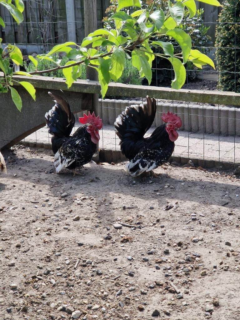 Chabo haan te koop, Dieren en Toebehoren, Pluimvee, Mannelijk, Kip