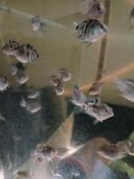 Jonge blue parrots, Vis