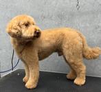 Mini Labradoodle dekreu. Volledig getest, Dieren en Toebehoren, Honden | Retrievers, Spaniëls en Waterhonden, Parvo, Eén hond