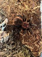 Xenesthis intermedia, Spin of Schorpioen