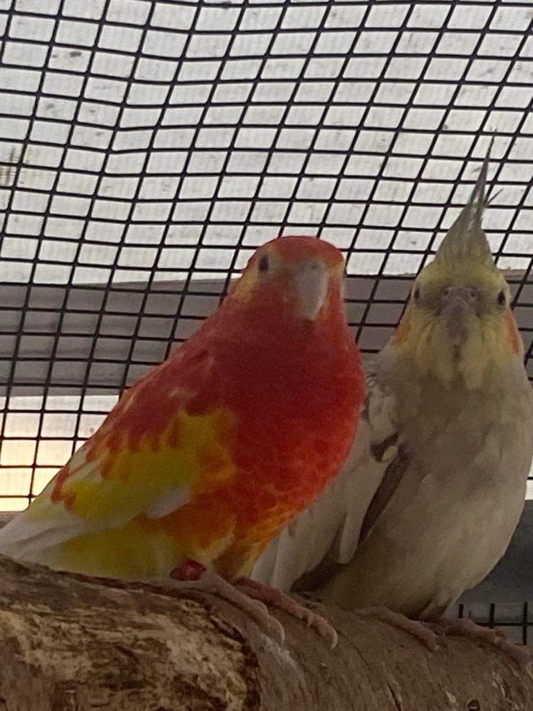 Parkiet, Dieren en Toebehoren, Vogels | Parkieten en Papegaaien, Geslacht onbekend, Parkiet