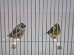 Mooi koppel glosters, Dieren en Toebehoren, Meerdere dieren, Postuurkanarie