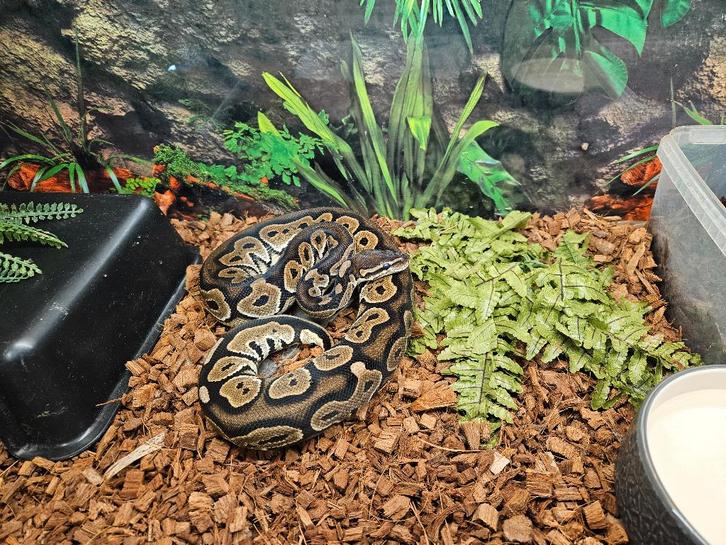Python Regius Konings Python Morphs, Dieren en Toebehoren, Reptielen en Amfibieën, Slang, 0 tot 2 jaar