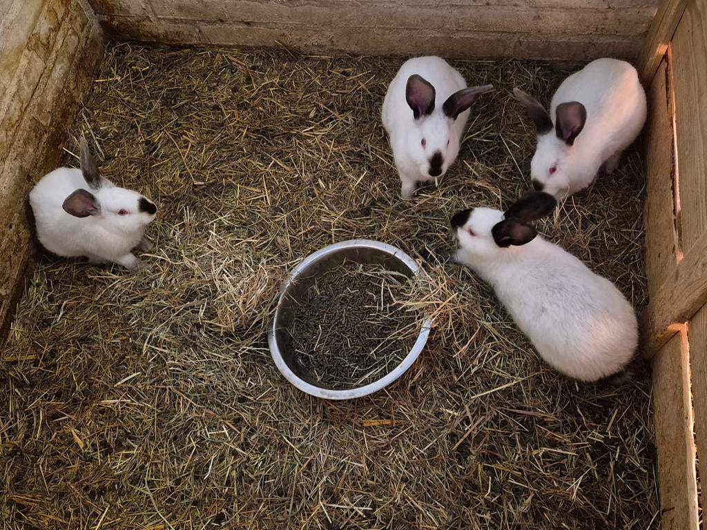 Carnifonia konijnen, Dieren en Toebehoren, Knaagdieren, Februari, Mannelijk, Overige typen