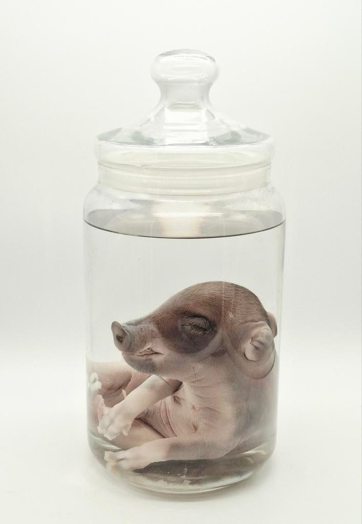 Zwijn biggetje op sterk water, Verzamelen, Dierenverzamelingen, Ophalen of Verzenden, Nieuw, Boerderijdier, Opgezet dier