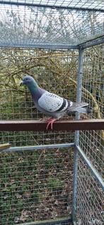 Postduiven jaarling doffer, Dieren en Toebehoren, Mannelijk, Postduif