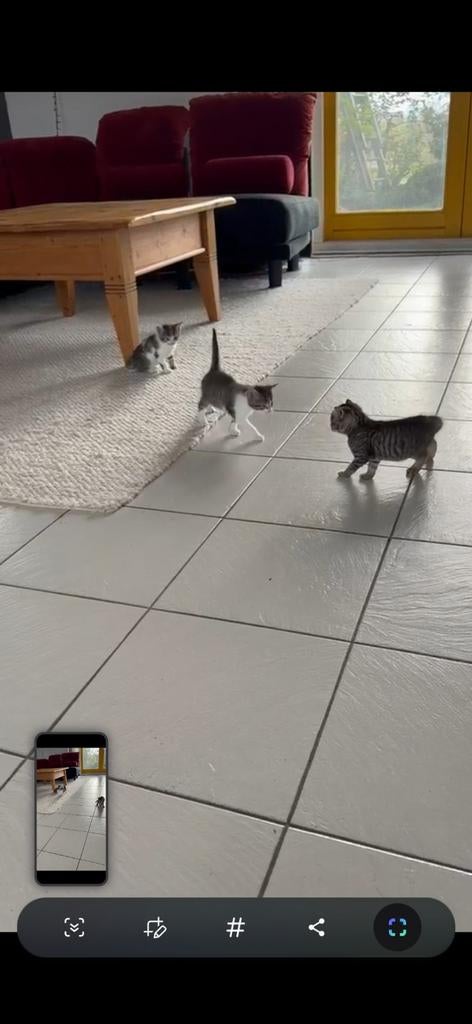 Mooie tijger kittens te koop (gereserveerd), Meerdere dieren