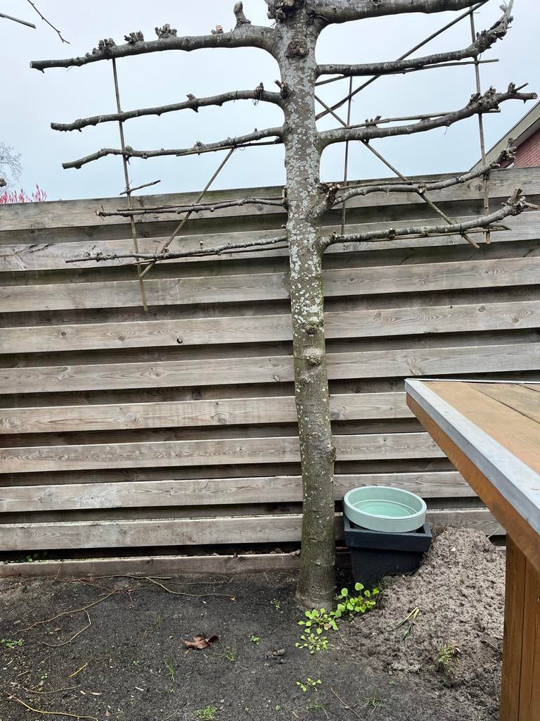 Leiboom, Ophalen, Gebruikt