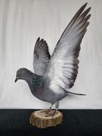 Een prachtige opgezette  grijse duif met open vleugels!, Verzamelen, Dierenverzamelingen, Ophalen of Verzenden, Nieuw, Vogel, Opgezet dier