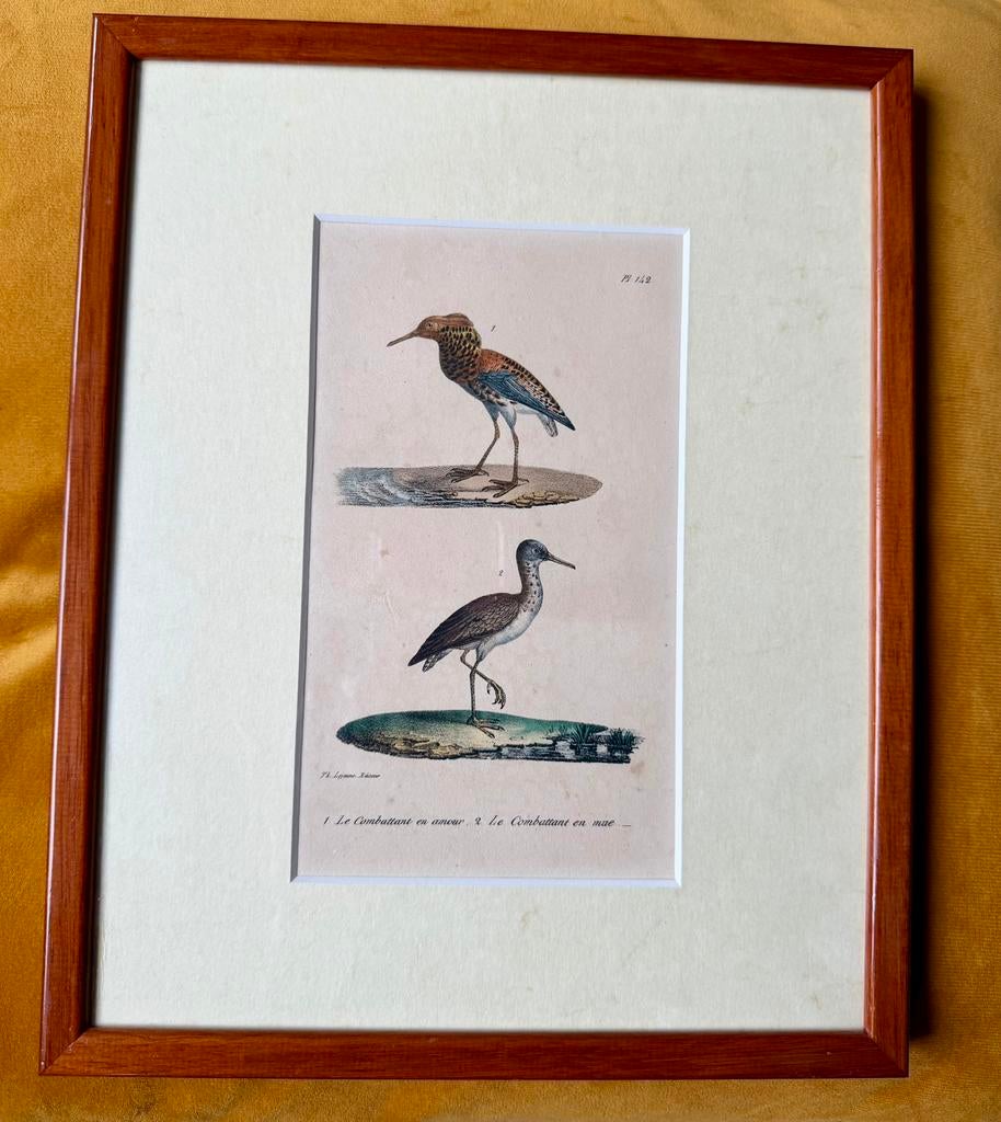 Kunstafbeelding vogels Kemphanen, Ophalen