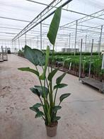 Strelitzia Augusta p24 - kamerplant, Tuin en Terras, Planten | Tuinplanten, Ophalen, Overige soorten, Volle zon