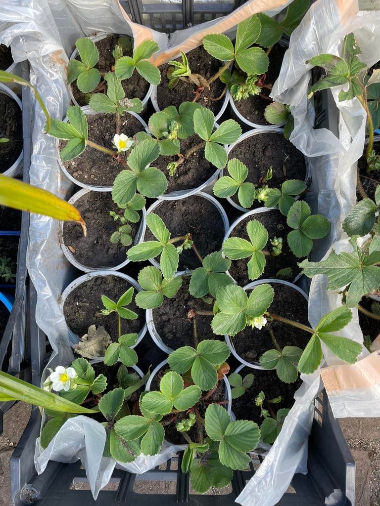 Aardbeienplantjes kweek je eigen aardbeien, Ophalen, Volle zon, Vaste plant, Zomer