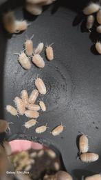Armadillidium granulatum "creamsickle", Dieren en Toebehoren, Overige soorten