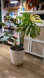 Monstera Thai Constellation incl lechuza zelf-waterende pot, Huis en Inrichting, Kamerplanten, Ophalen, Halfschaduw, Minder dan 100 cm