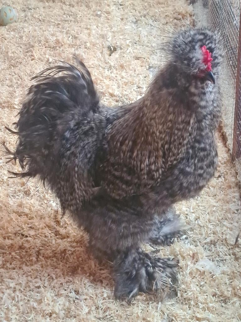 Zijdehoen haan., Dieren en Toebehoren, Mannelijk, Kip