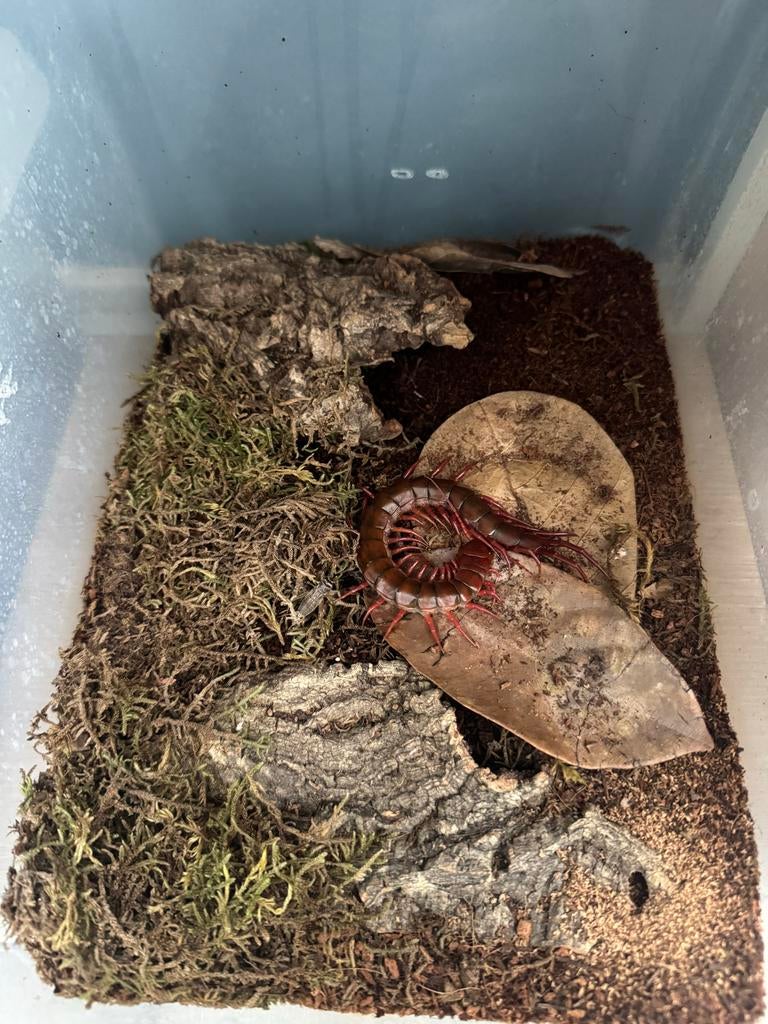 Scolopendra dehaani, Dieren en Toebehoren