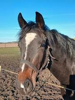 Te koop 3 jarige merrie, Dieren en Toebehoren, Paarden, Merrie, Met stamboom, Dressuurpaard, 3 tot 6 jaar