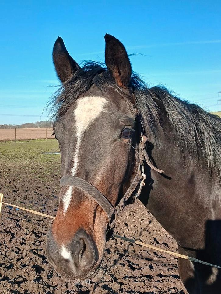 Te koop 3 jarige merrie, Dieren en Toebehoren, Paarden, Merrie, Onbeleerd, 165 tot 170 cm, 3 tot 6 jaar, Dressuurpaard, Met stamboom