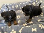 Border Terrier dekreu Gus. SLEM vrij!  Update pups, Particulier, Reu, Buitenland, Parvo
