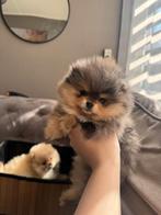 Pomeriaan pups bearface, Dieren en Toebehoren, Katten en Kittens | Raskatten | Langhaar, Meerdere dieren, Gechipt, 0 tot 2 jaar