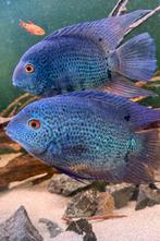 Heros Severum Blue Manacapuru XXL, Vis