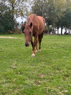 Merrie van 2023, Dieren en Toebehoren, E pony (1.48m - 1.57m), 3 tot 6 jaar, Gechipt, Onbeleerd