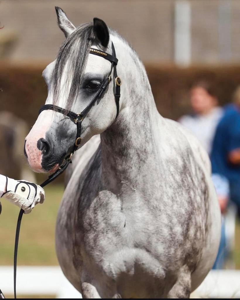 Welsh pony merrie, Merrie, Minder dan 160 cm, Met stamboom, 7 tot 10 jaar